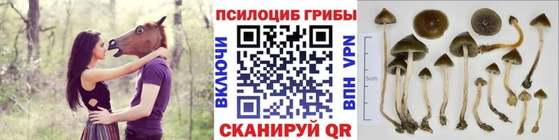 кракен ТОР  Каменск-Шахтинский  Псилоцибиновые грибы ЛСД 